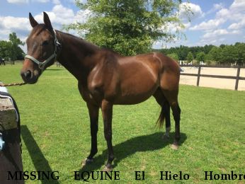 MISSING EQUINE El Hielo Hombre, $1000.00 REWARD  Near Burgaw, NC, 28425